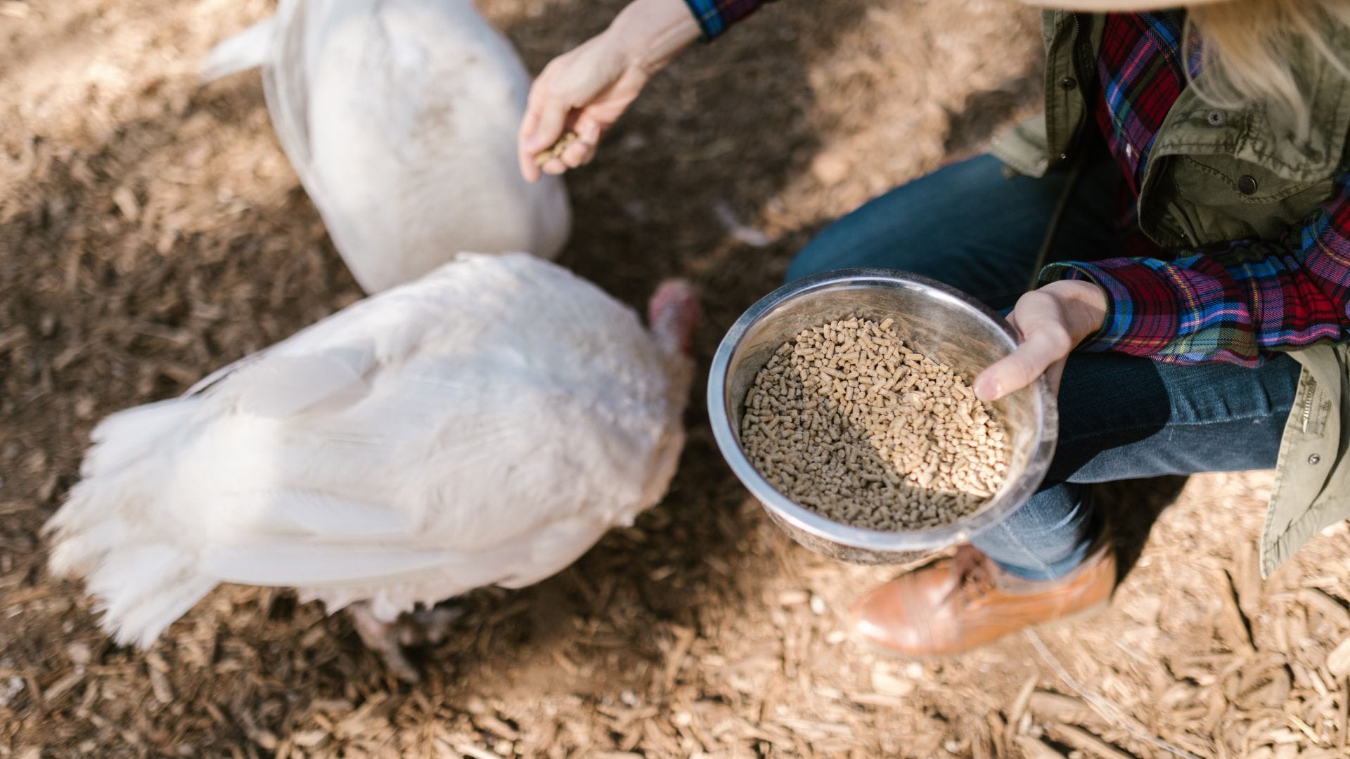 Промислові парові котли на комбікормових заводах: пара, що забезпечує якість і ефективність